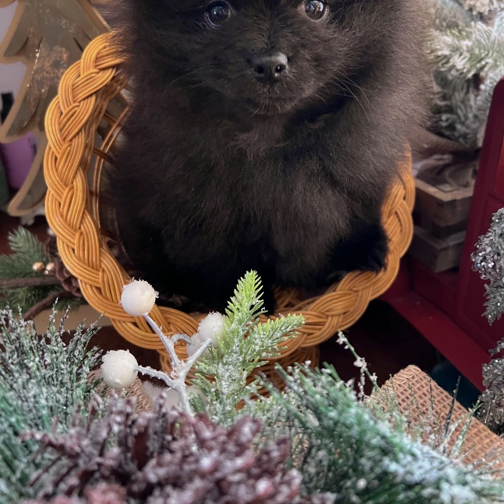 Fluffy black puppy sitting in a wicker basket surrounded by winter decorations.