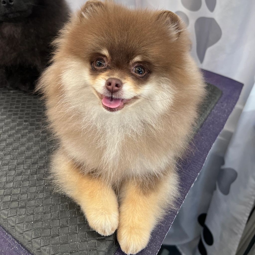 Chocolate and tan puppy sotting on a purple mat getting groomed