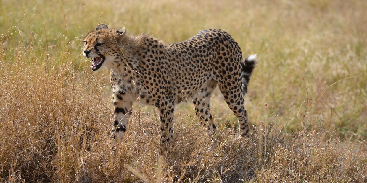 cheetah full snarling