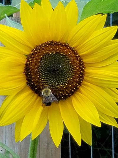 Sunflower from Dana's garden with a bee in the center.