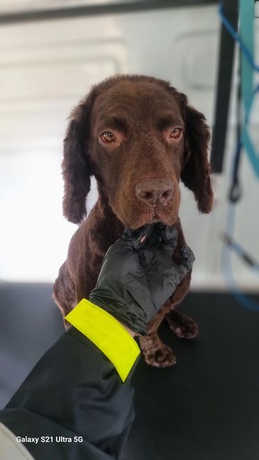 A brown dog being gently held by a gloved hand.