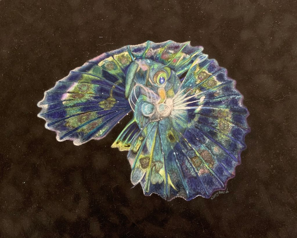 Flutter Fish, 14 x 18, coloured pencil on suede, framed - $200.00