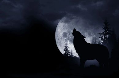 Silhouette of a wolf howling at the full moon.