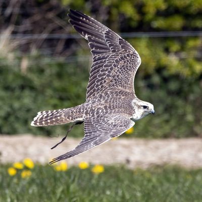 A falcon gliding low over a grassy field with yellow flowers.