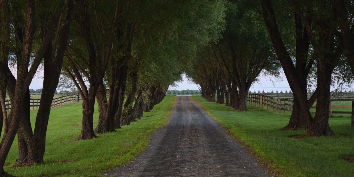Tree-lined dirt road with green grass and fences on both sides.