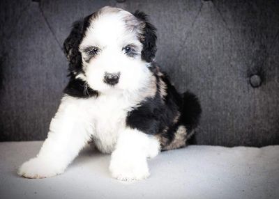 Avaliable Mini Sheepadoodle Puppy. Temperment Tested. Health Tested Parents. Experienced Breeders.