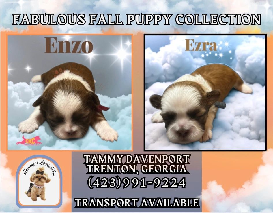 Shih Tzu puppies available in Georgia