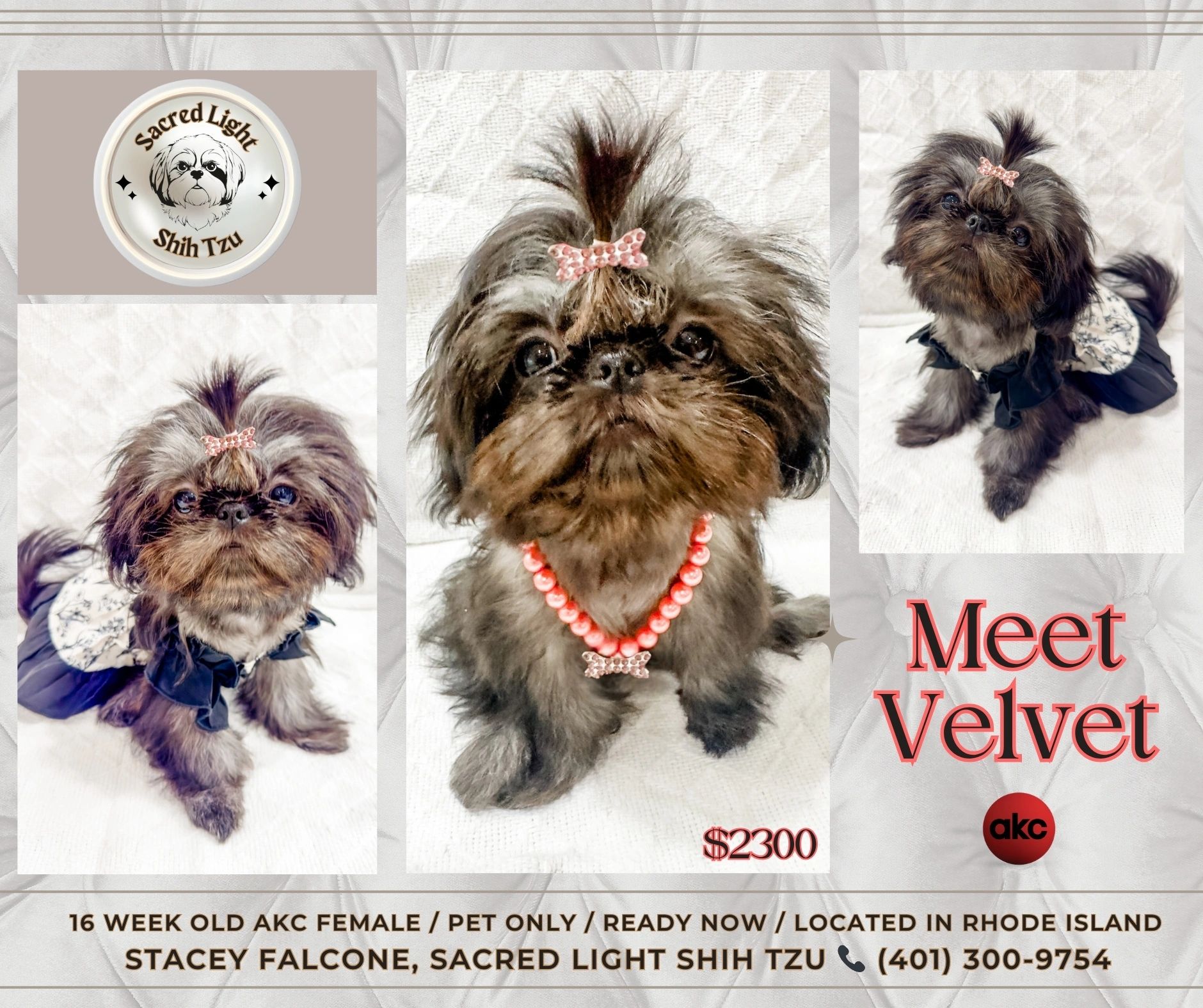 Shih Tzu female puppy AKC available for sale in Rhode Island