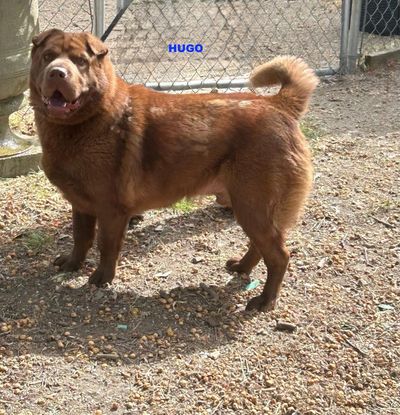 Brown dog named Hugo standing outdoors on gravel near a chain-link fence.
