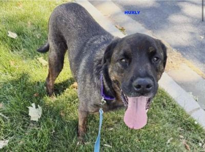 A happy black and brown dog with its tongue out on a grassy area.