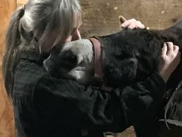 Badonk is a sanctuary donkey. He will live out his days here at the farm. He has had too many trauma