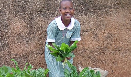 Student harvesting green lettuce leaves