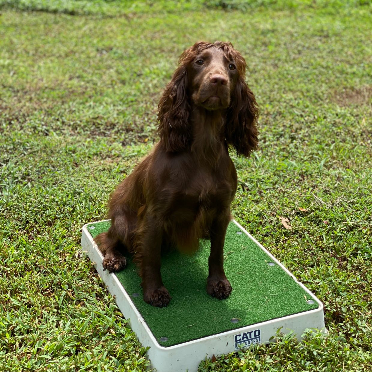 Brown dog sitting on a small green platform outdoors.