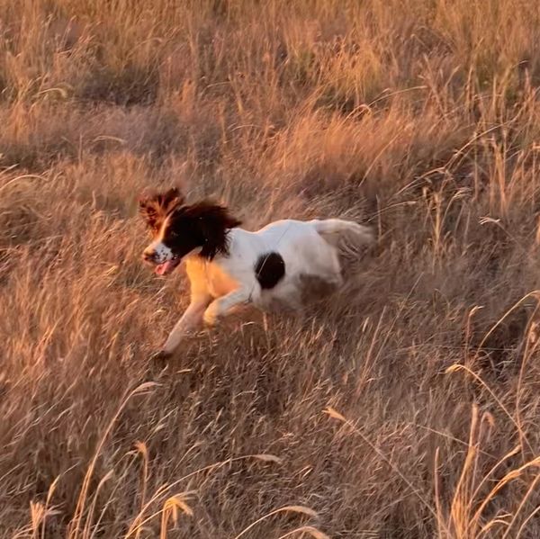 Dog running through tall dry grass.