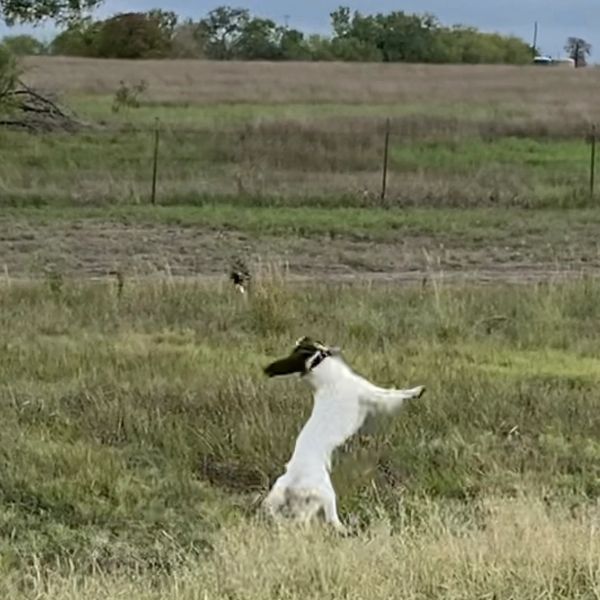 A dog jumping in a grassy field.