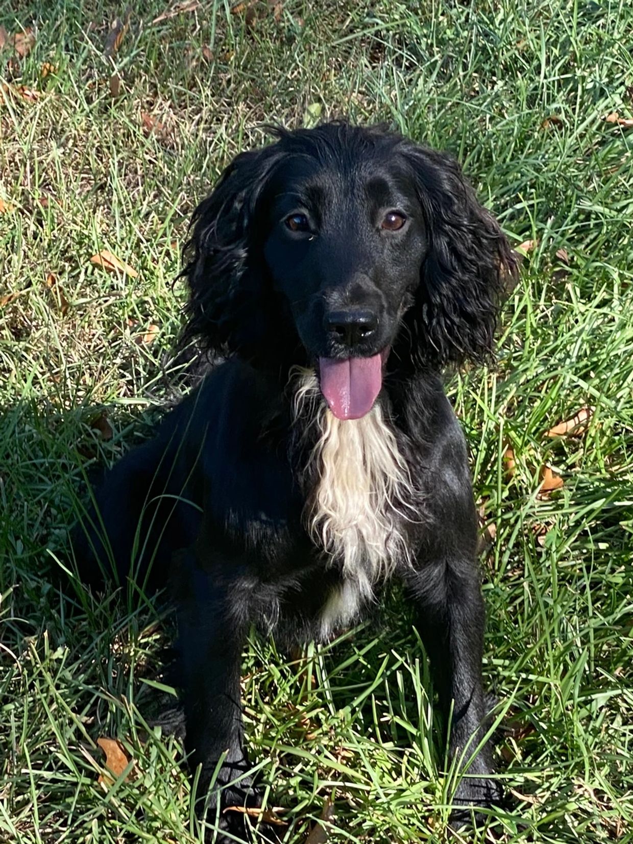 Black dog with white chest sitting in grass.