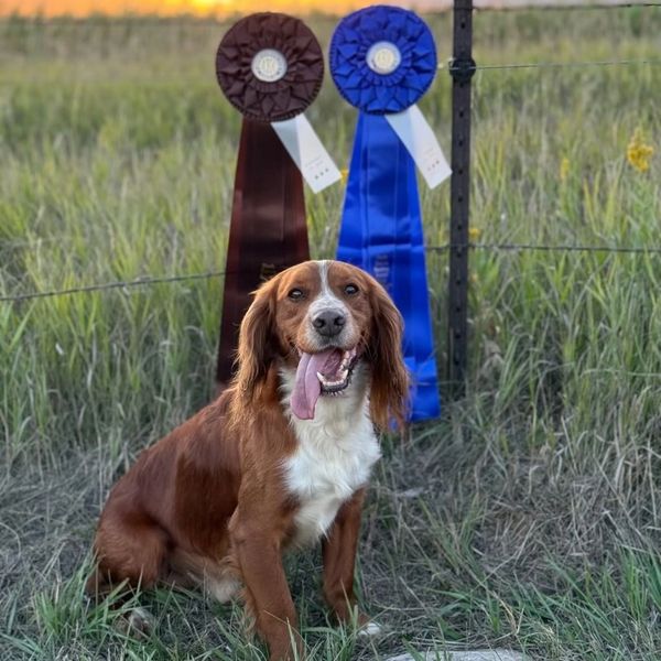 Happy dog sitting proudly with two award ribbons.