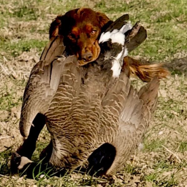 Dog holding a large bird in its mouth.
