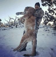 arizona mountain lion guided hunts az flagstaff hunting outfitters