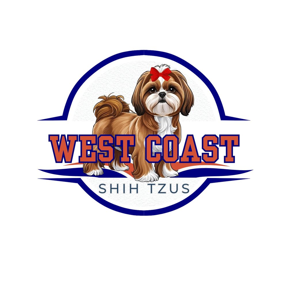 Shih Tzu Puppies for Sale on the West Coast Shih Tzu Breeders near me