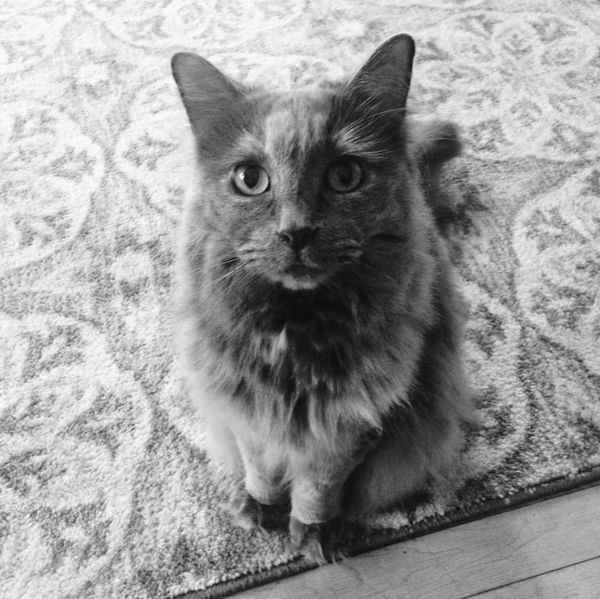 Cat sits happily during house sitting and drop in visit with local pet sitter professional
