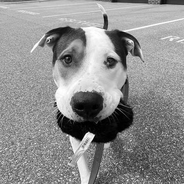 Happy dog on a loose leash walk with toy