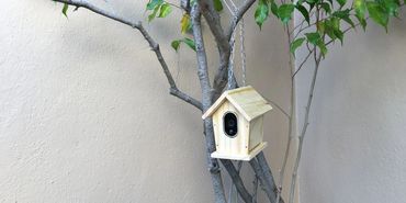 Wooden birdhouse with a camera inside hanging on a tree branch.