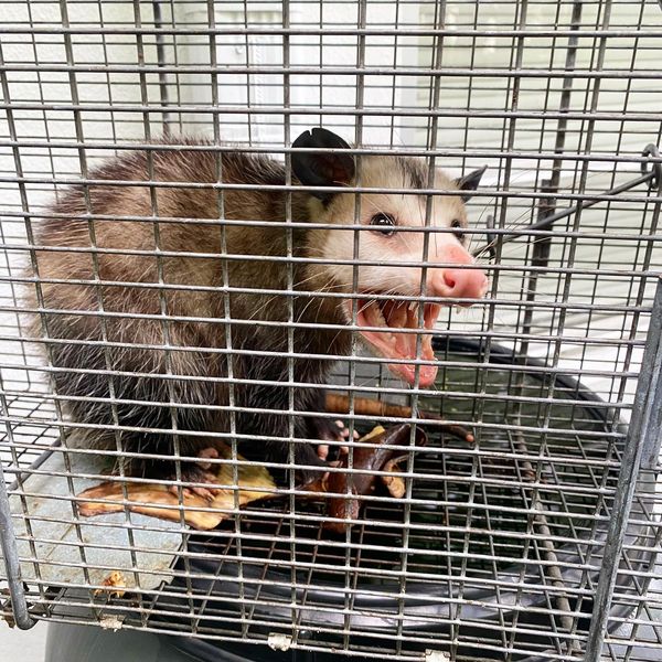 live animal capture of apossum