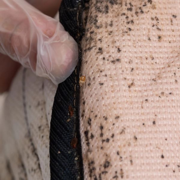 bedbugs in mattress