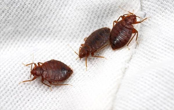 close up of bed bug