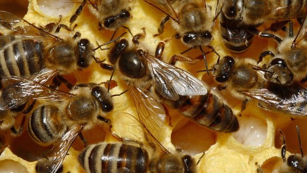 bee management