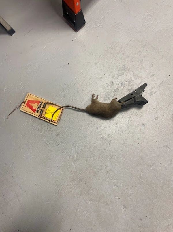 Dead Rat In Trap