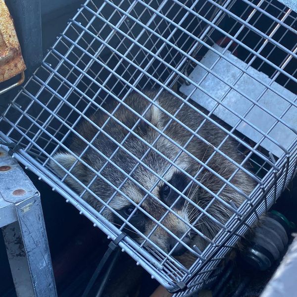 live animal capture of a racoon in cage