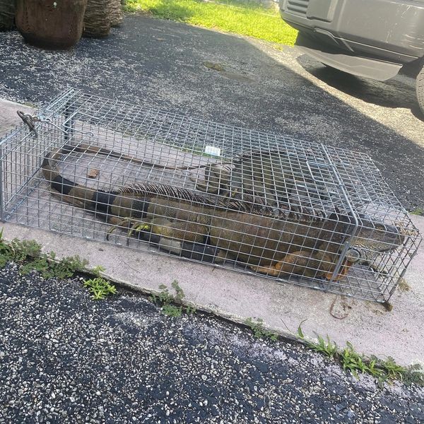 live animal, iguana, captures