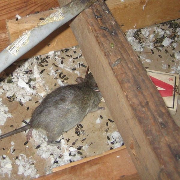dead rat in trap in attic