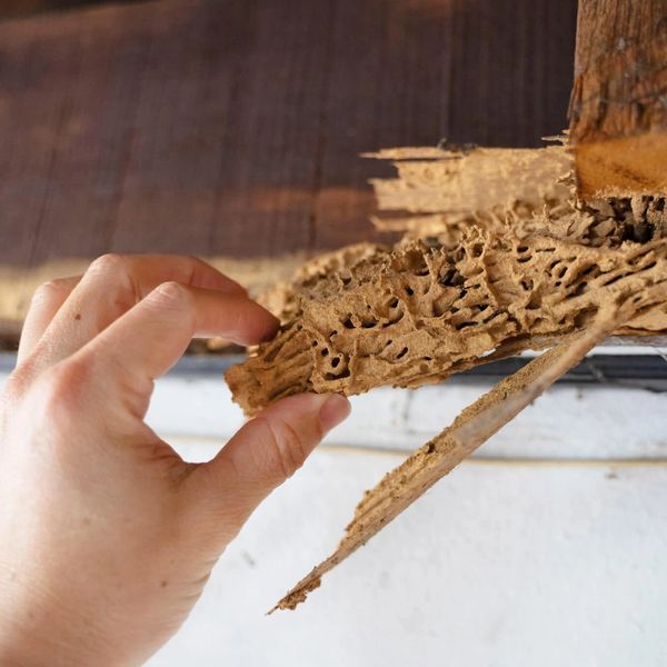 Termite Damage