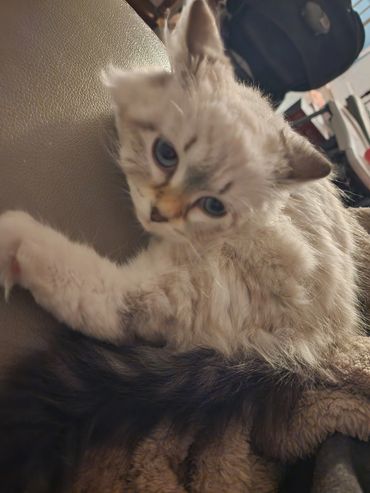 Princess Astrielle enjoying a cuddle on the couch