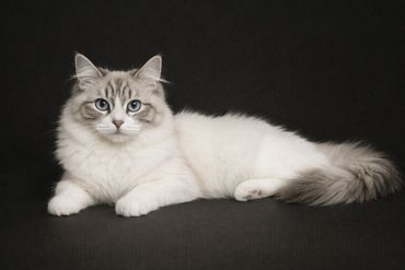 Our Angel Queen, Countess Rubeline