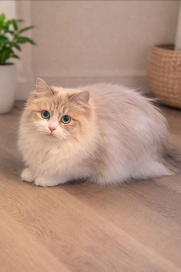 Countess Rubeline loafing around the house