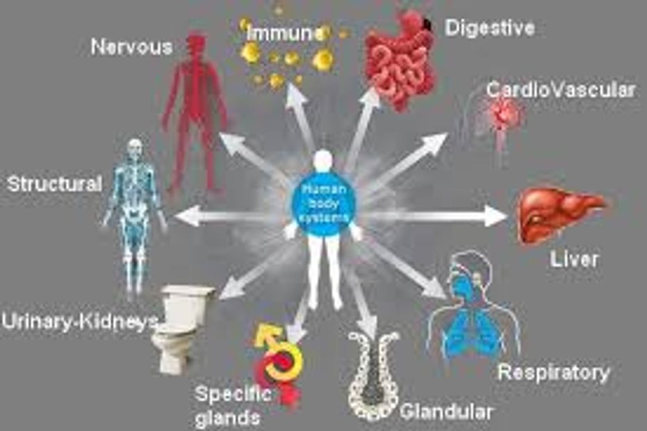 digestive disorders, immune system, liver detox, bowel care, hormones, healing from the inside out,