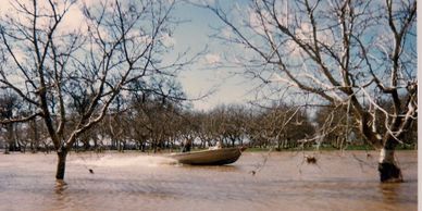 Jim Bremner drives a boat through the walnut orchard during a big flood.