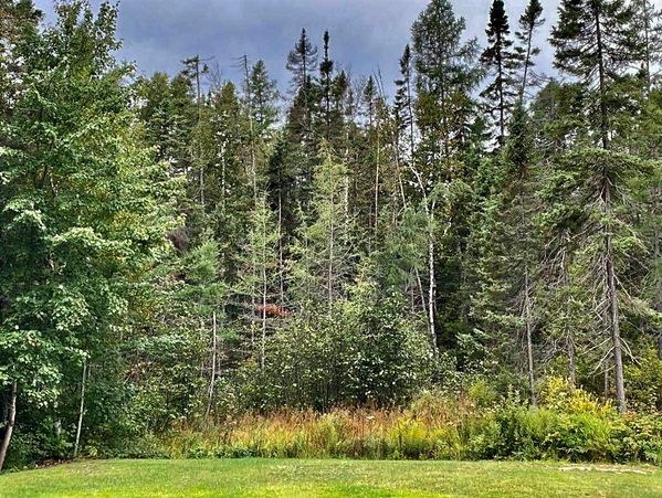A tree line full of coniferous trees leading into a forest.