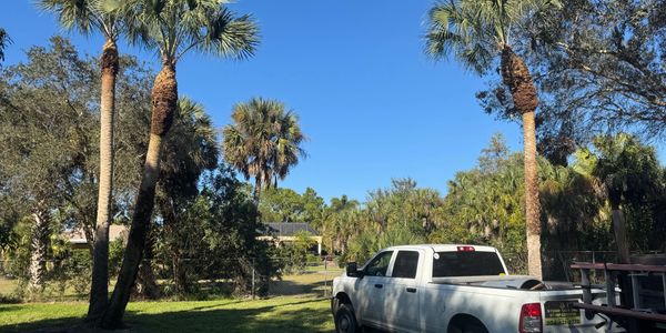 White pickup truck parked near palm trees under a clear blue sky.