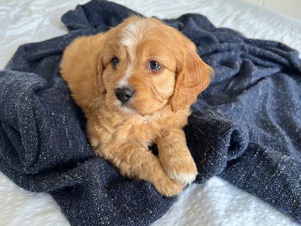 Apricot cavoodle male puppy on blue blanket