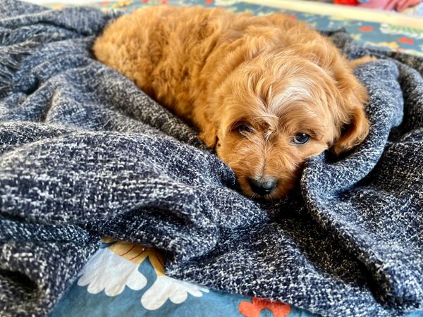 Red cavoodle female puppy on bed