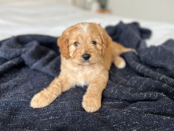 Apricot male mini cavoodle puppy on blue blanket