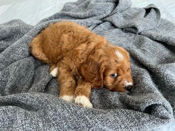 Red mini cavoodle puppy on grey blanket