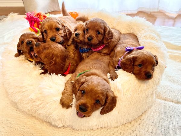 Red, chocolate mini cavoodle puppy litter