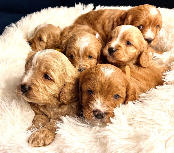 mini cavoodle puppies, litter on white dog bed