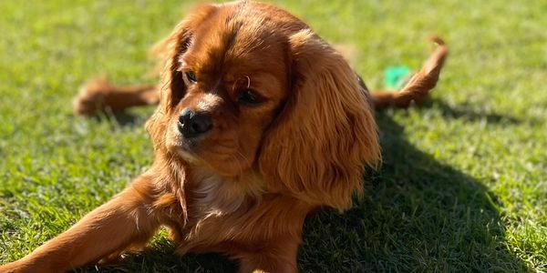 Cavalier King Charles Spaniel